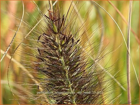 Pennisetum alopecuroides &#039;Red Head&#039; | Lampenpoetsersgras