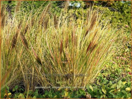 Pennisetum alopecuroides &#039;Red Head&#039; | Lampenpoetsersgras