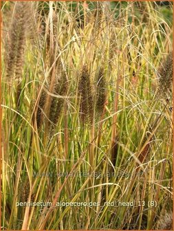 Pennisetum alopecuroides &#039;Red Head&#039; | Lampenpoetsersgras