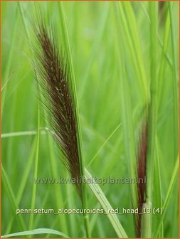 Pennisetum alopecuroides &#039;Red Head&#039; | Lampenpoetsersgras