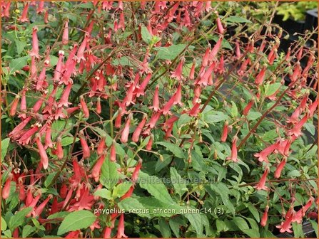 Phygelius rectus &#039;African Queen&#039; | Kaapse fuchsia