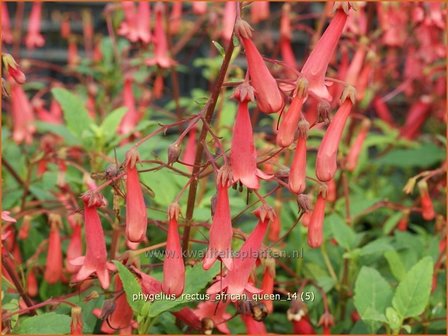 Phygelius rectus &#039;African Queen&#039; | Kaapse fuchsia