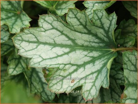 Heuchera &#039;Venus&#039; | Purperklokje