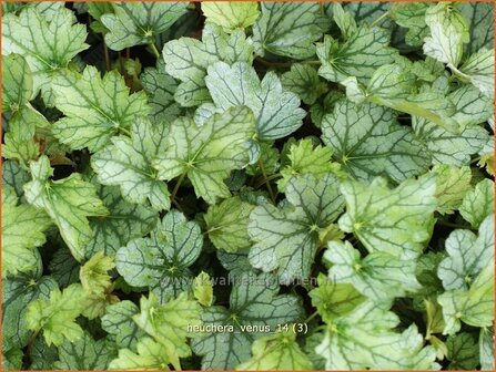 Heuchera &#039;Venus&#039; | PurperklokjeHeuchera &#039;Venus&#039; | Purperklokje