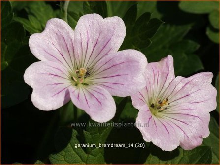 Geranium &#039;Bremdream&#039; | Ooievaarsbek, Tuingeranium | Storchschnabel