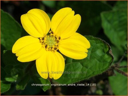 Chrysogonum virginianum &#039;Andre Viette&#039; | Goudkorfje