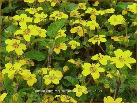 Chrysogonum virginianum &#039;Andre Viette&#039; | Goudkorfje