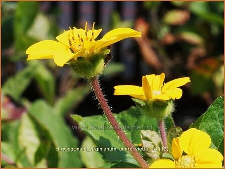 Chrysogonum virginianum &#039;Andre Viette&#039; | Goudkorfje