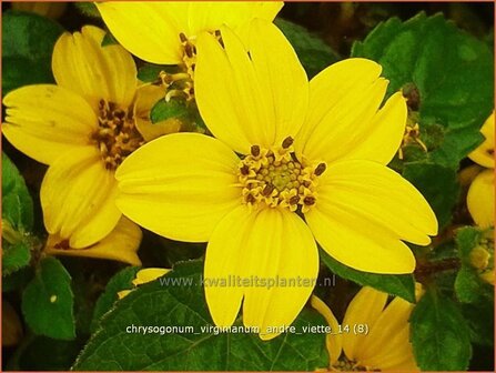 Chrysogonum virginianum &#039;Andre Viette&#039; | Goudkorfje