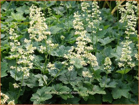 Heuchera villosa &#039;Chantilly&#039; | Purperklokje