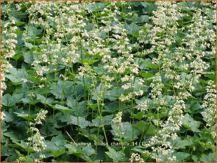 Heuchera villosa &#039;Chantilly&#039; | Purperklokje