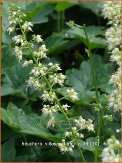 Heuchera villosa &#039;Chantilly&#039; | Purperklokje