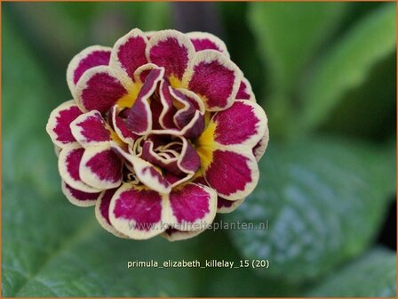 Primula &#039;Elizabeth Killelay&#039; | Aurikel, Sleutelbloem