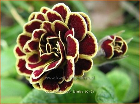 Primula &#039;Elizabeth Killelay&#039; | Aurikel, Sleutelbloem