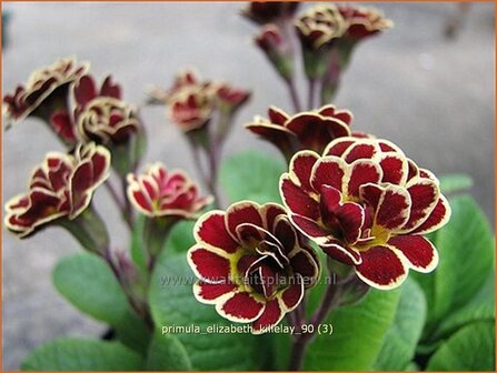 Primula &#039;Elizabeth Killelay&#039; | Aurikel, Sleutelbloem