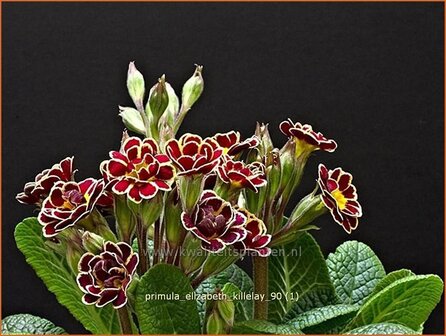 Primula &#039;Elizabeth Killelay&#039; | Aurikel, Sleutelbloem