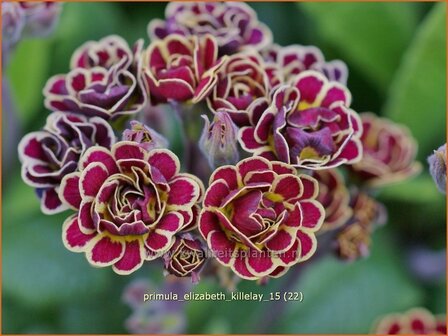 Primula &#039;Elizabeth Killelay&#039; | Aurikel, Sleutelbloem