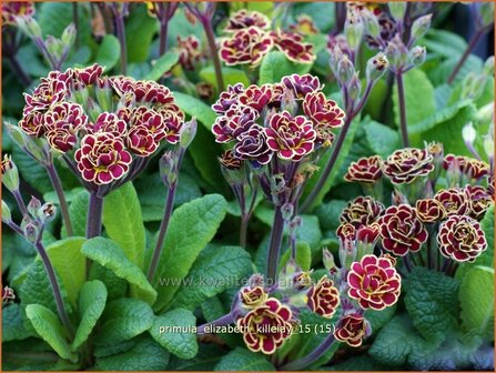 Primula &#039;Elizabeth Killelay&#039; | Aurikel, Sleutelbloem