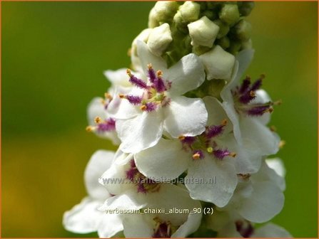 Verbascum chaixii &#039;Album&#039; | Toorts