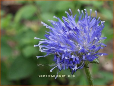 Jasione laevis &#039;Blaulicht&#039; | Zandblauwtje