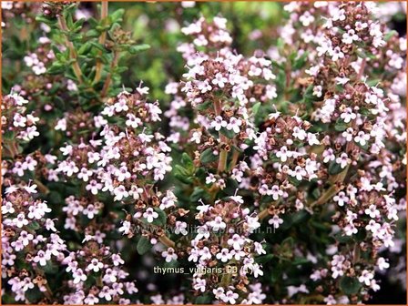 Thymus vulgaris | Kruiptijm, Tijm