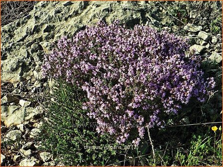 Thymus vulgaris | Kruiptijm, Tijm