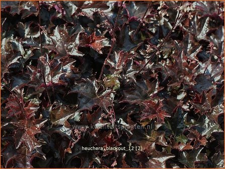 Heuchera &#039;Blackout&#039; | Purperklokje