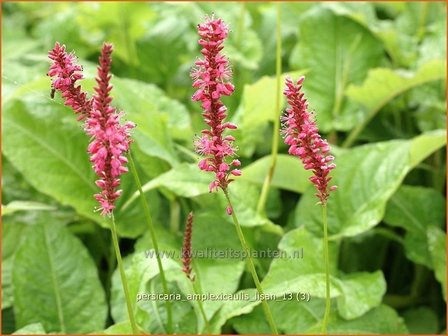 Persicaria amplexicaulis &#039;Lisan&#039; | Duizendknoop, Adderwortel