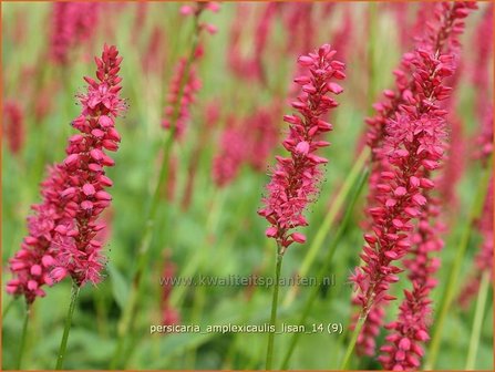 Persicaria amplexicaulis &#039;Lisan&#039; | Duizendknoop, Adderwortel