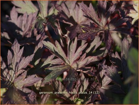 Geranium pratense &#039;Hocus Pocus&#039; | Ooievaarsbek