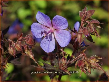 Geranium pratense &#039;Hocus Pocus&#039; | Ooievaarsbek