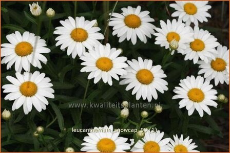 Leucanthemum &amp;#39;Snowcap&amp;#39;