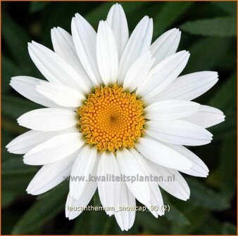 Leucanthemum &amp;#39;Snowcap&amp;#39;