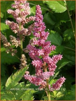 Astilbe chinensis &#039;Vision in Pink&#039; | Spirea