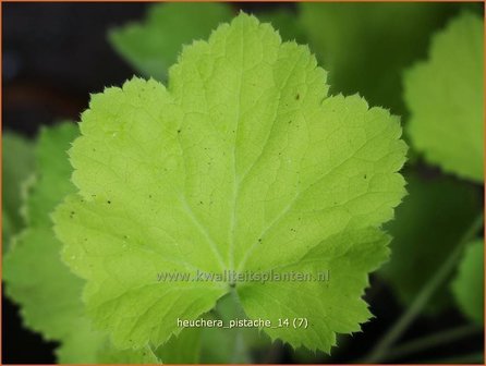 Heuchera &#039;Pistache&#039; | Purperklokje