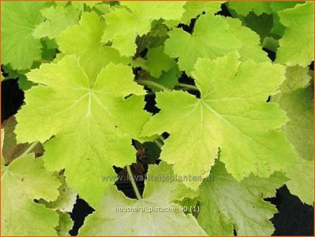 Heuchera &#039;Pistache&#039; | Purperklokje