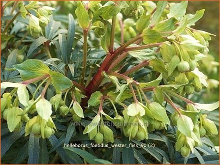 Helleborus foetidus &#039;Wester Flisk&#039; | Stinkend nieskruid