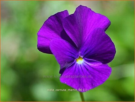 Viola cornuta &#039;Martin&#039; | Hoornviooltje, Viooltje | Hornveilchen