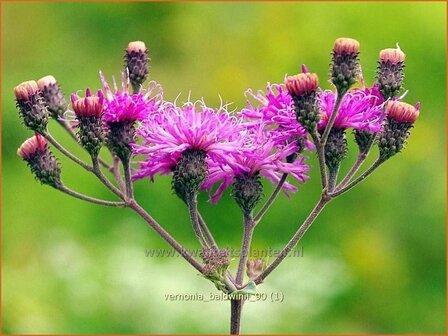 Vernonia baldwinii | IJzerkruid