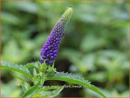 Veronica longifolia &#039;Dark Maetje&#039; | Lange ereprijs, Ereprijs