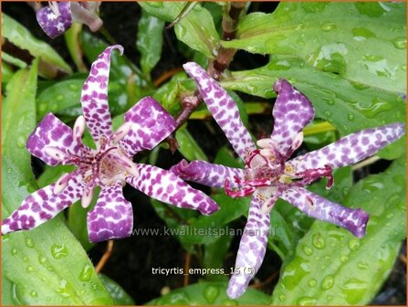 Tricyrtis &#039;Empress&#039; | Armeluisorchidee, Paddenlelie | Kr&ouml;tenlilie