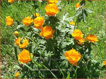 Trollius chinensis &#039;Golden Queen&#039; | Globebloem, Kogelbloem | Chinesische Trollblume