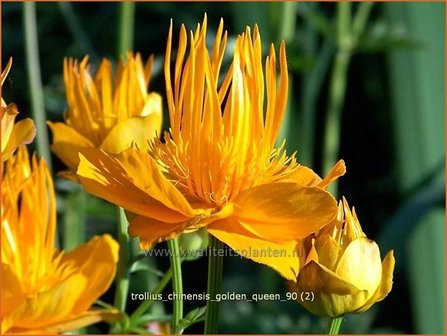 Trollius chinensis &#039;Golden Queen&#039; | Globebloem, Kogelbloem | Chinesische Trollblume