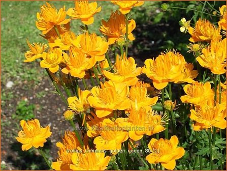 Trollius chinensis &#039;Golden Queen&#039; | Globebloem, Kogelbloem | Chinesische Trollblume