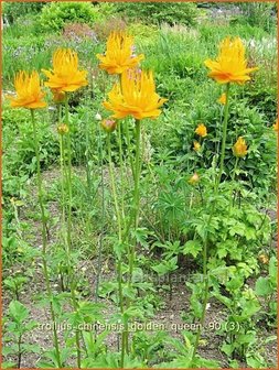 Trollius chinensis &#039;Golden Queen&#039; | Globebloem, Kogelbloem | Chinesische Trollblume