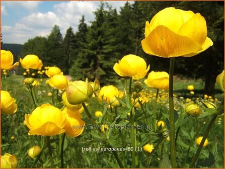 Trollius europaeus | Kogelbloem, Globebloem