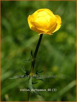 Trollius europaeus | Kogelbloem, Globebloem