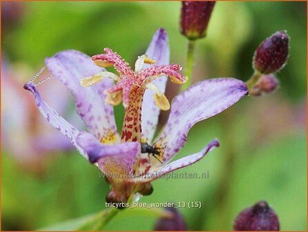 Tricyrtis &#039;Blue Wonder&#039; | Paddenlelie, Armeluisorchidee