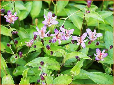 Tricyrtis &#039;Blue Wonder&#039; | Paddenlelie, Armeluisorchidee