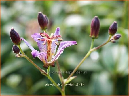 Tricyrtis &#039;Blue Wonder&#039; | Paddenlelie, Armeluisorchidee